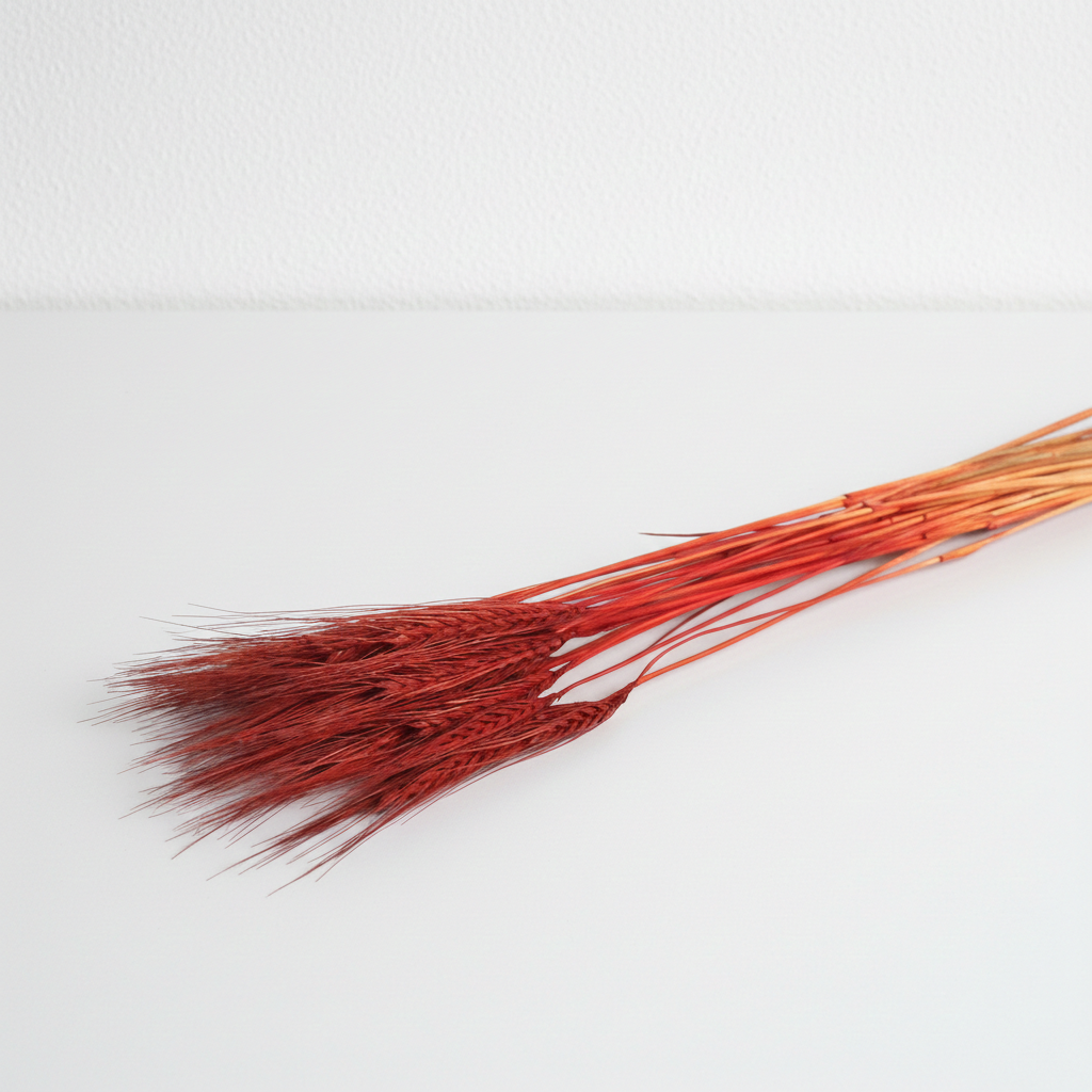 Sušená Pšenice vousatá bronz – přírodní dekorace do vázy a aranžmá